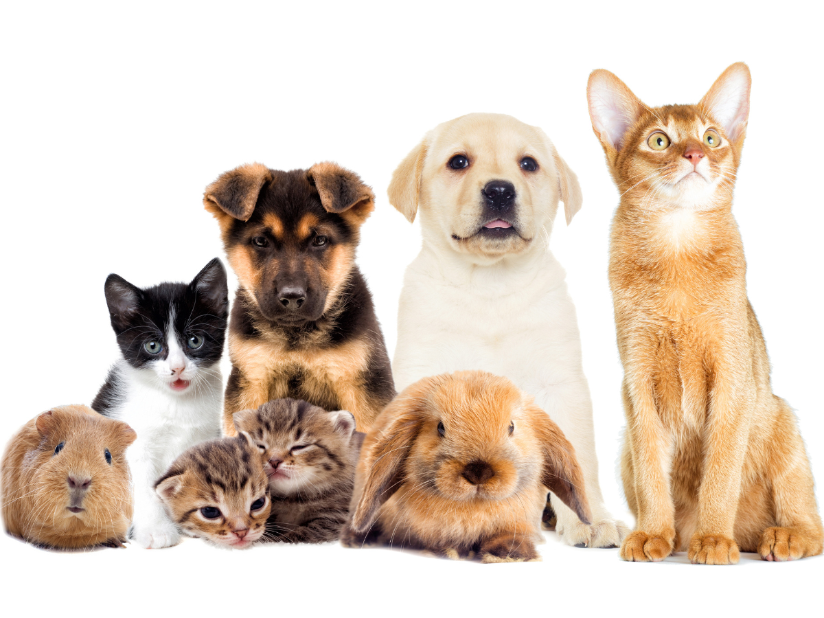 Huisdieren